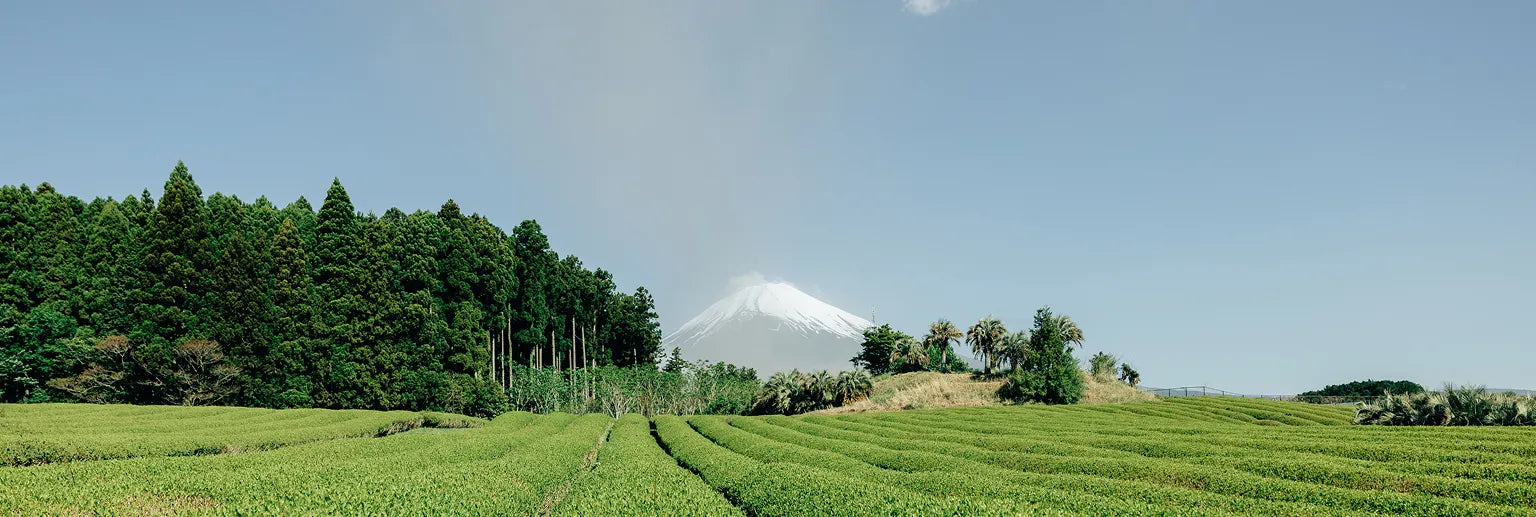 Japanese tea fields with Mount Fuji