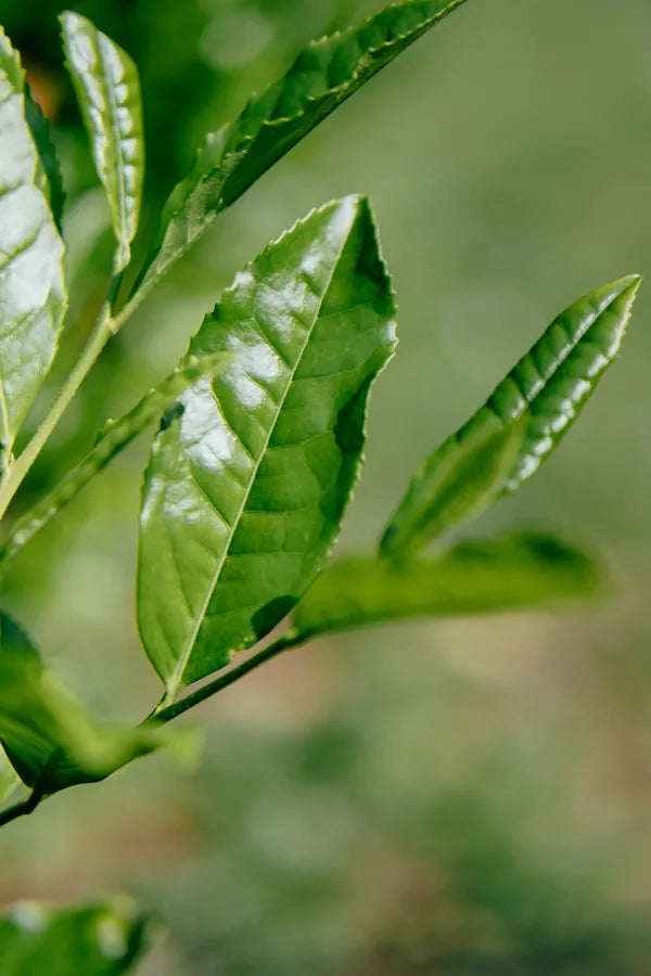 Tea leaves