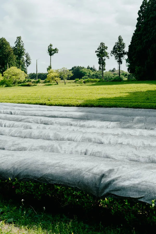 Japanese tea field