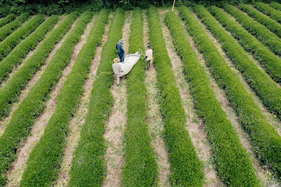 Tea harvest