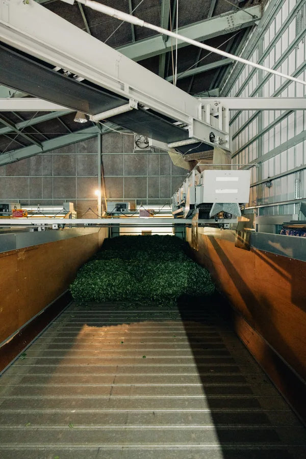 Matcha production