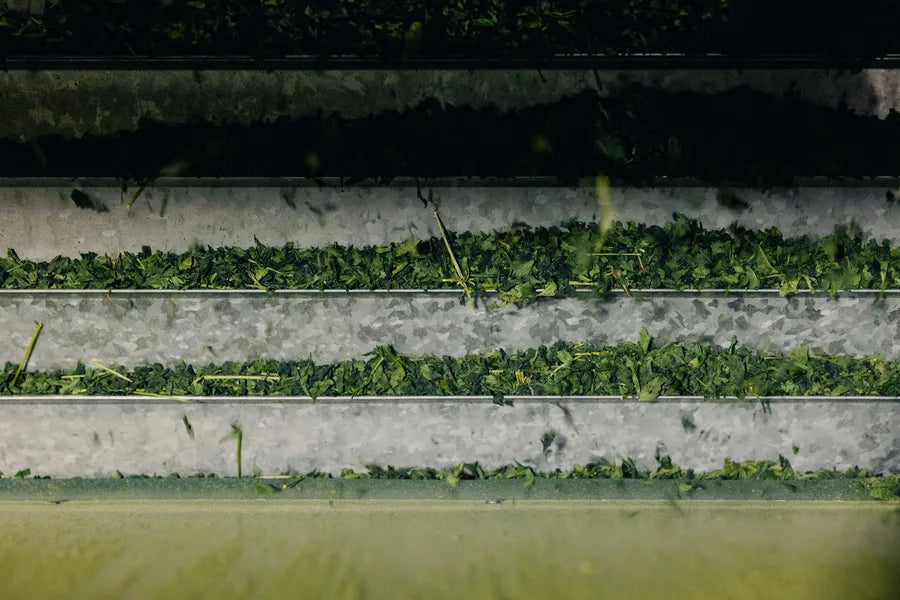 Tea leaves drying