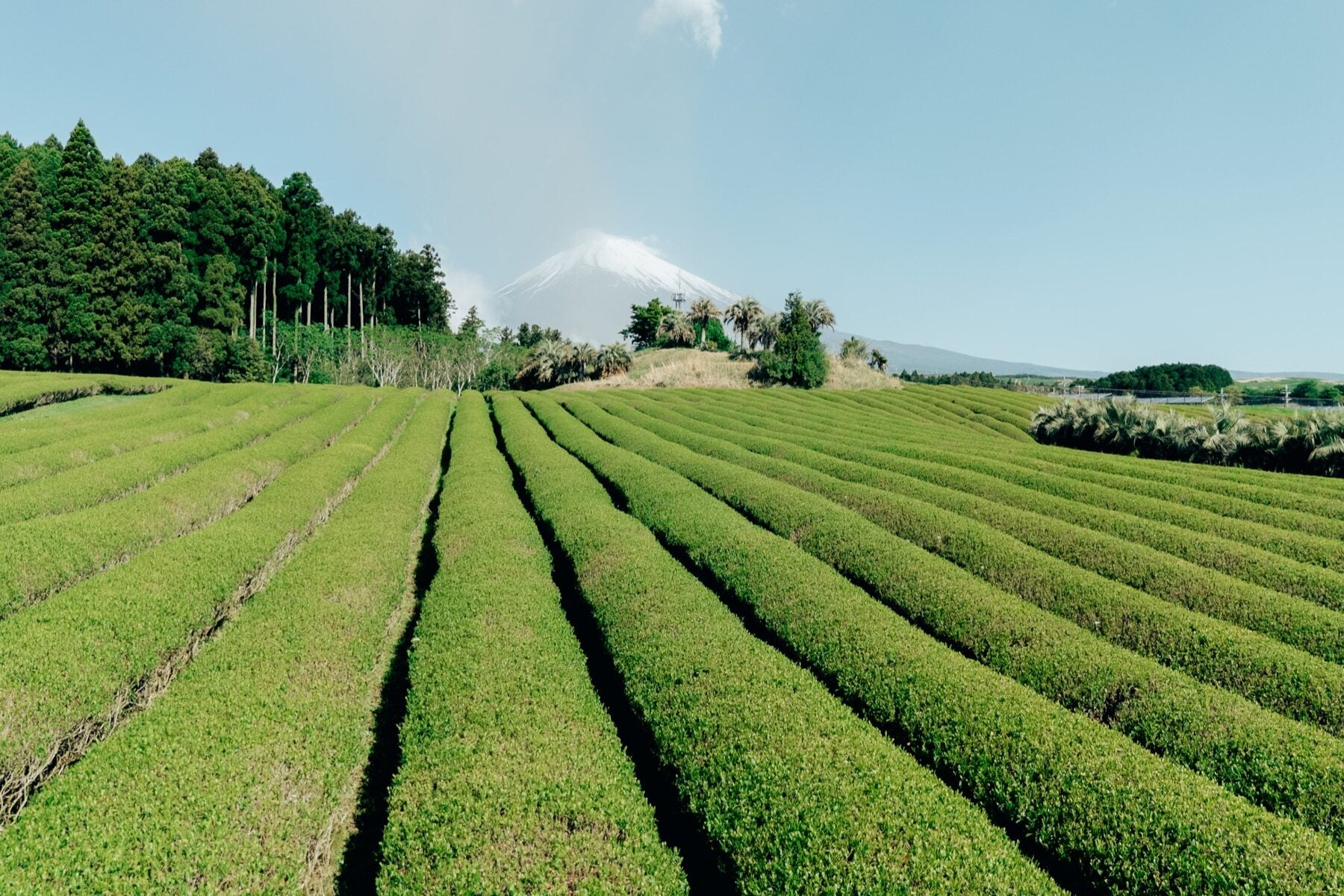 Rows of green tea plants in a field