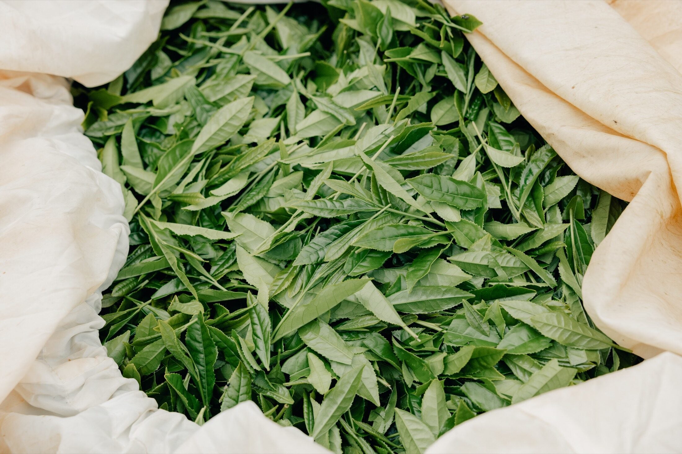 Fresh tea leaves moving through production
