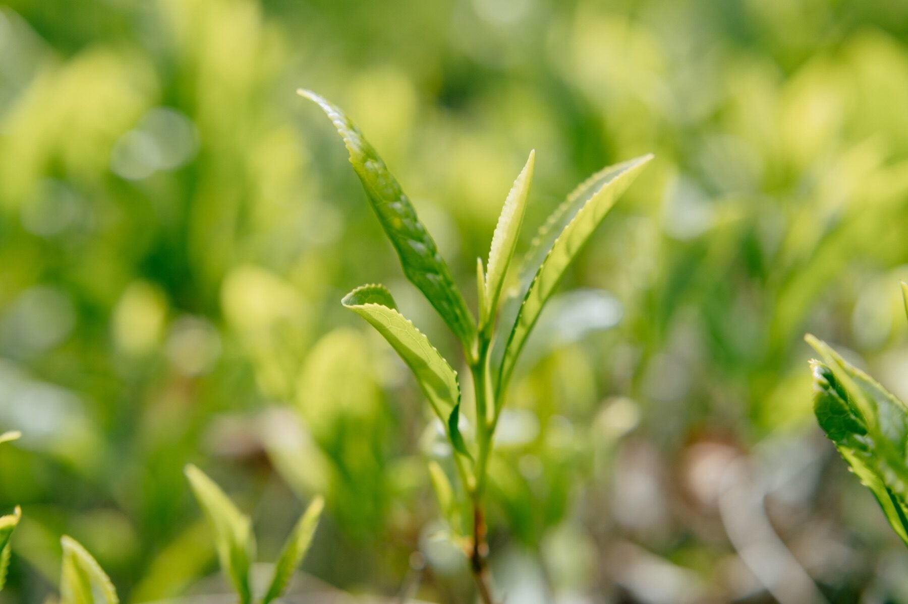 Wasui tea field
