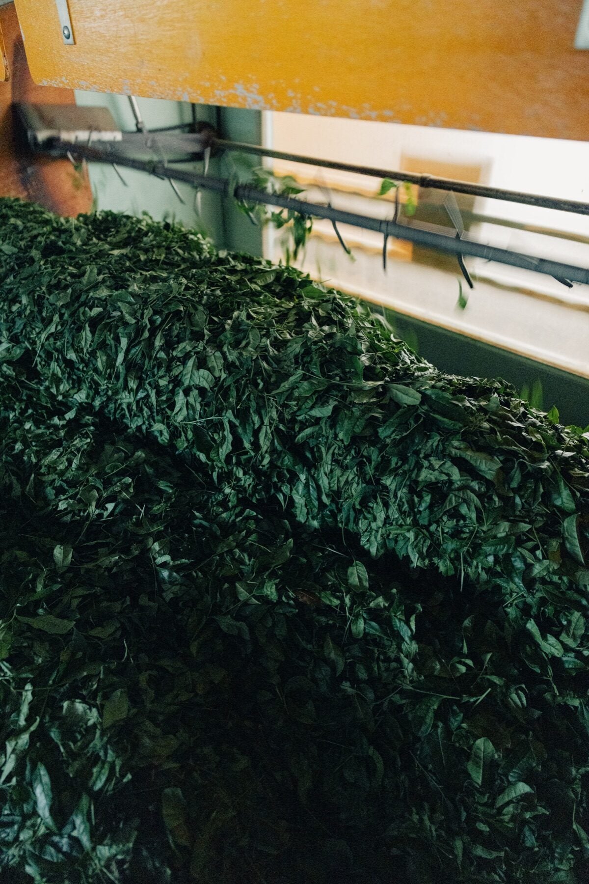 Tea leaves entering the factory