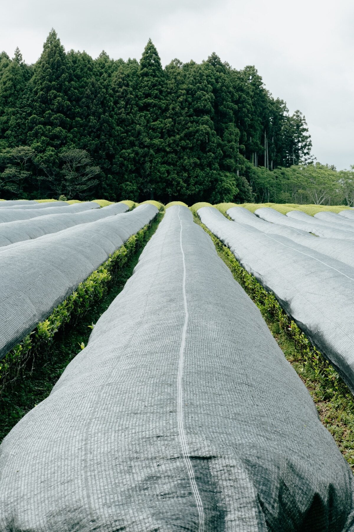 Covered tea field row
