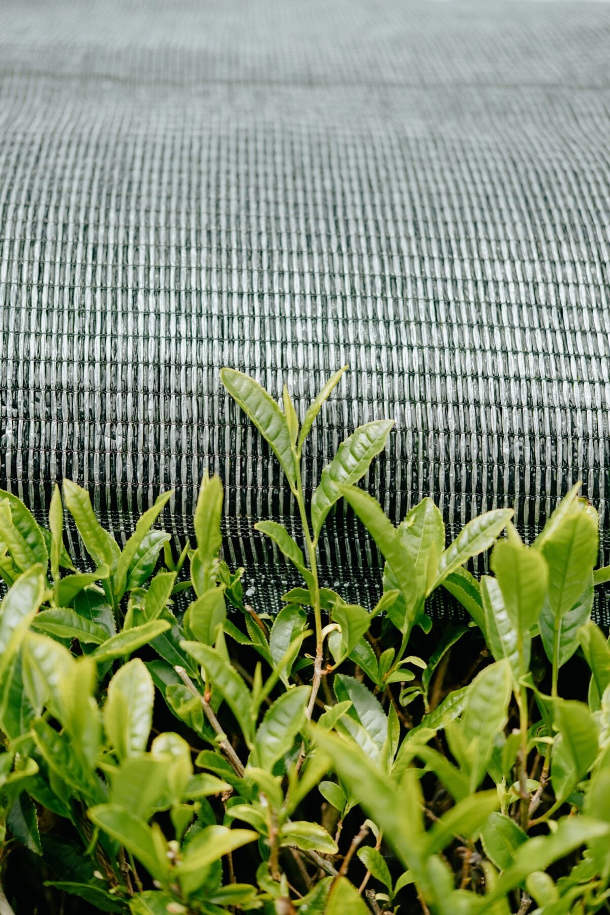 Tea field shade cloth detail