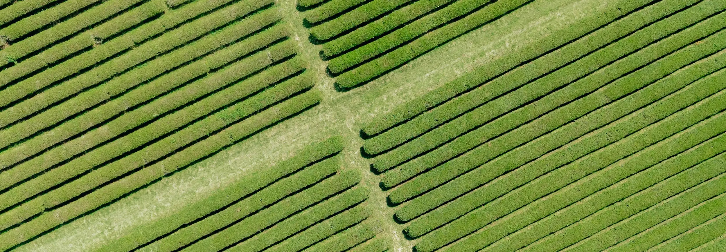 Tea fields in Japan