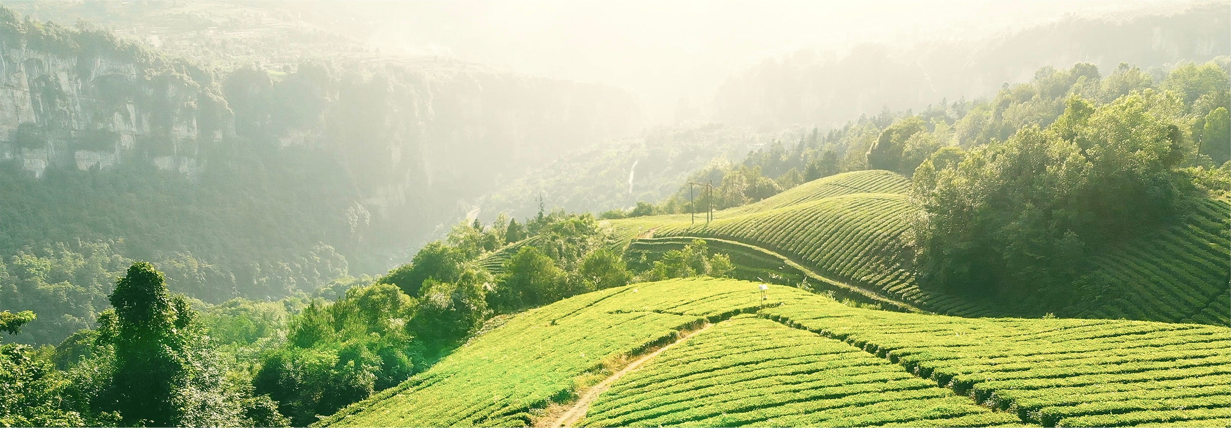 Wasui matcha and Japanese tea culture