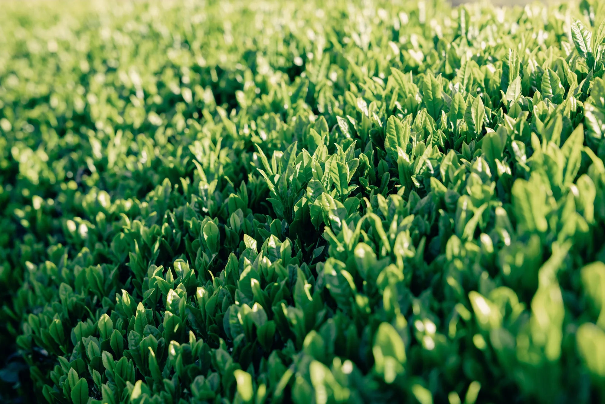 Close-up of fresh Japanese tea leaves