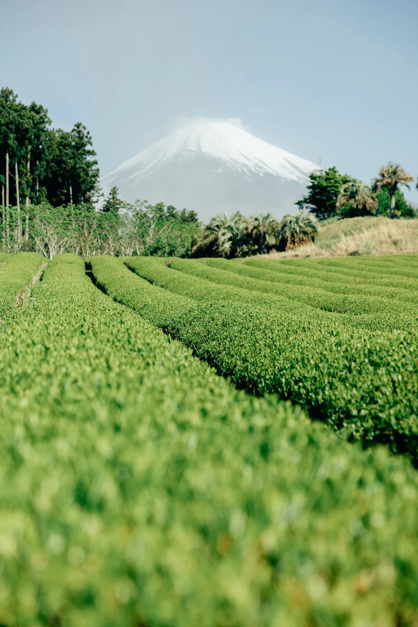 Japanese tea fields below Mount Fuji